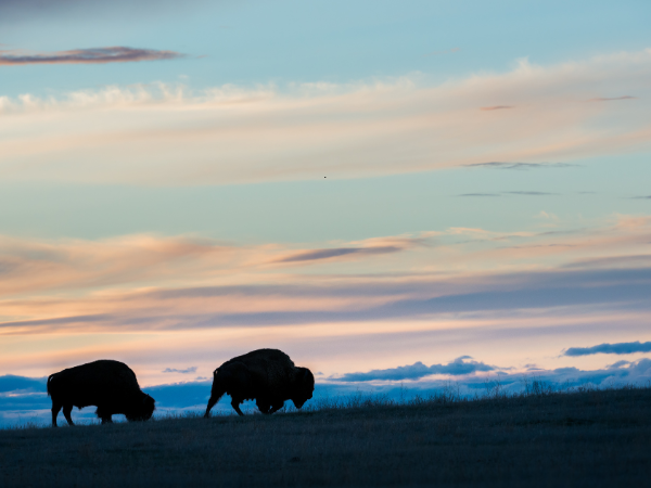 Bison Dream Meaning photo 1