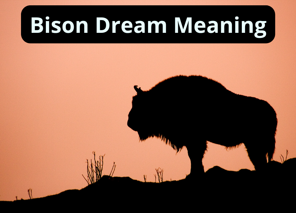 Bison Dream Meaning photo