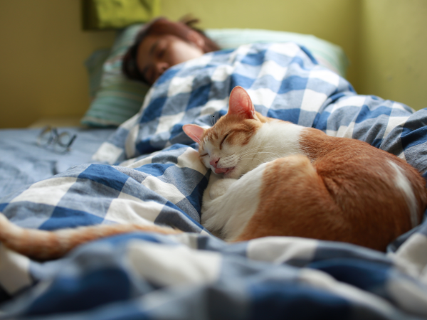 Cat Dreams photo 1