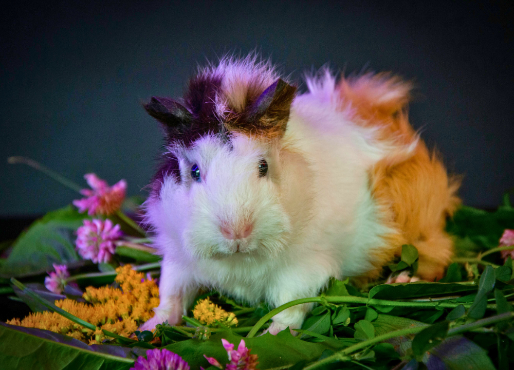 Guinea Pigs Meaning Dream photo