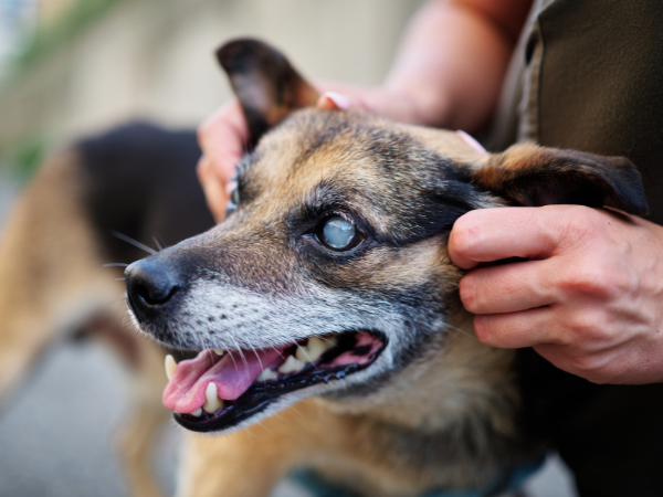 Skinwalker Dog Eyes photo